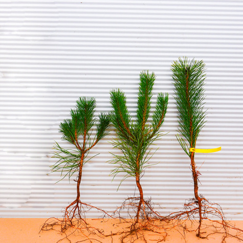 Sosna czarna Plant Pack