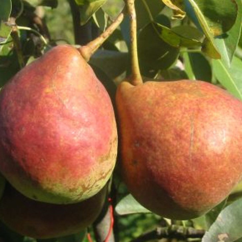 Grusza Dicolor Start Pack