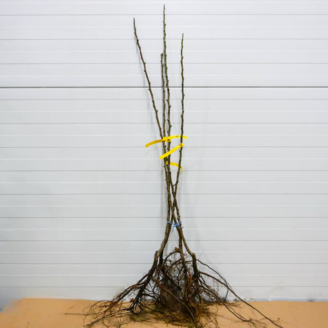 Grusza kolumnowa Saphira START PACK