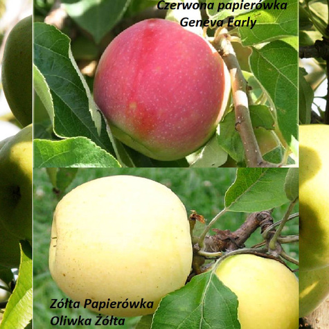 Duo Jabłoń Czerwona i Żółta papierówka START PACK