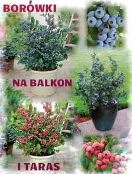 Borówki na Balkon Zestaw 2 odmian