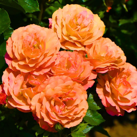 Róża wielkokwiatowa Pomarańczowa Doris typu Lambada w balocie