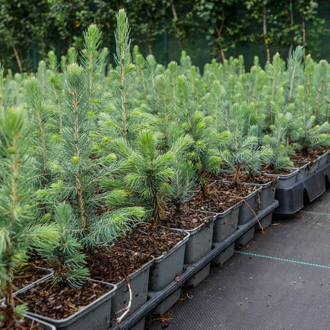 Świerk kłujący Kaibab (C2)