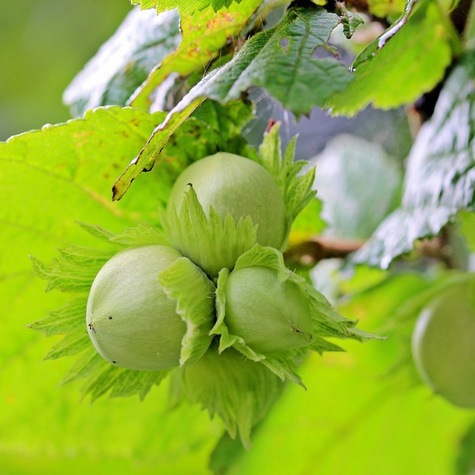 Orzech laskowy Olbrzymi z Halle Hall's Giant START PACK