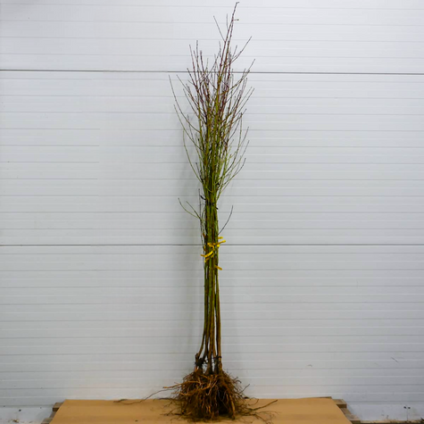 Brzoskwinia typu Harbinger