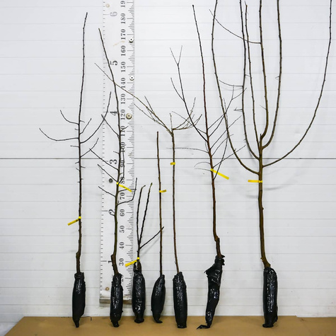 Śliwa Presenta Plant Pack