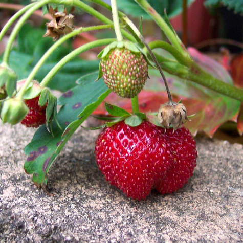 Truskawka Florence bardzo późna sadzonki zielne kopane HURT 500szt