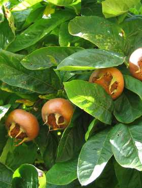 Nieszpułka zwyczajna balot