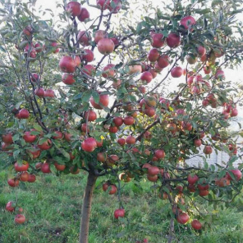 Jabłoń Ariva w doniczce