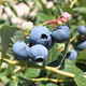 Borówka amerykańska Bluejay (C2)