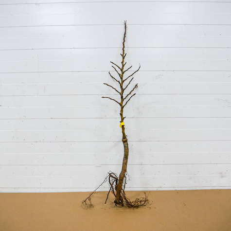 Grusza kolumnowa Obelisk