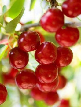 Wiśnia Pandy 103 Deserowa START PACK