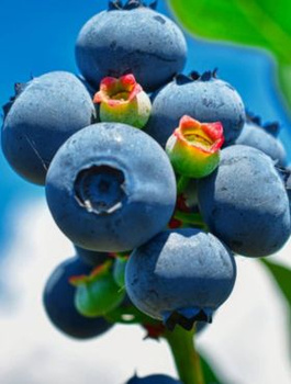 Borówka amerykańska Hardy Blue średniowczesna (C5)