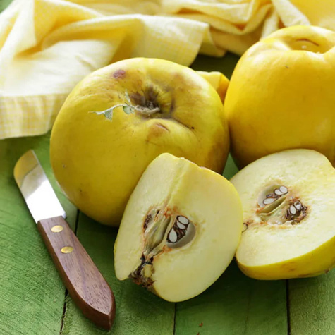 Pigwa Champion START PACK