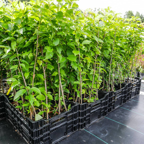 Podkładka Czereśni Colt Półkarłowa (C2)