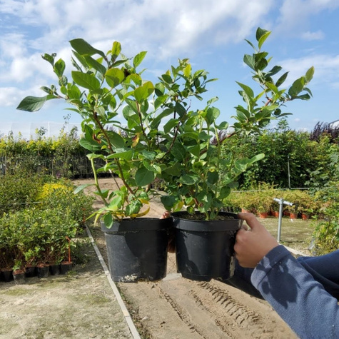 Borówka amerykańska Bluecrop