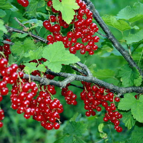 Porzeczka czerwona Maraton na pniu w balocie