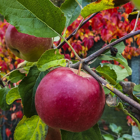 Jabłoń Red Boskoop