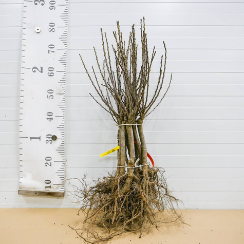 Mini Wiśnia karłowa Piemont START PACK