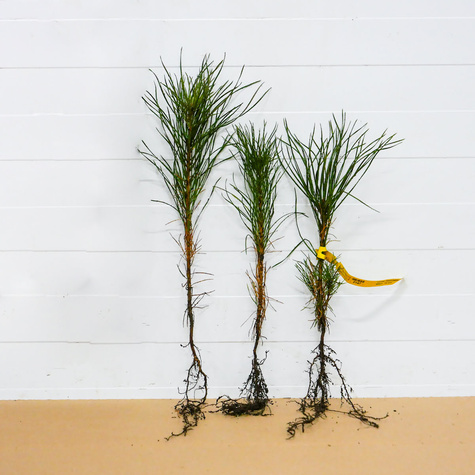 Sosna zwyczajna Plant Pack