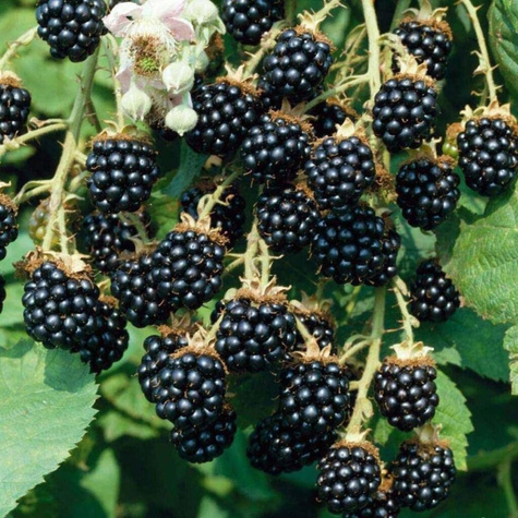 Jeżyna bezkolcowa Thornfree sadzonki