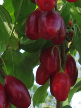 Dereń jadalny Swietljaczok bardzo duże owoce