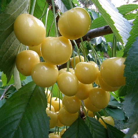 Czereśnia kolumnowa Stark Gold START PACK