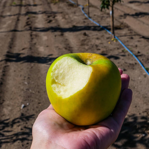 Jabłoń Gold Bohemia