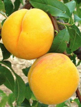 Brzoskwinia Katherina do ciast i konfitur