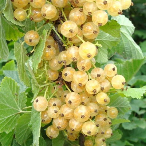 Duo agrest biały i porzeczka biała na pniu w balocie