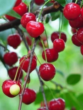 Wiśnia Northstar START PACK