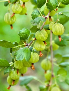 Agrest biały na pniu w balocie START PACK