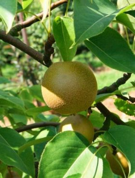 Grusza azjatycka Early Shu START PACK