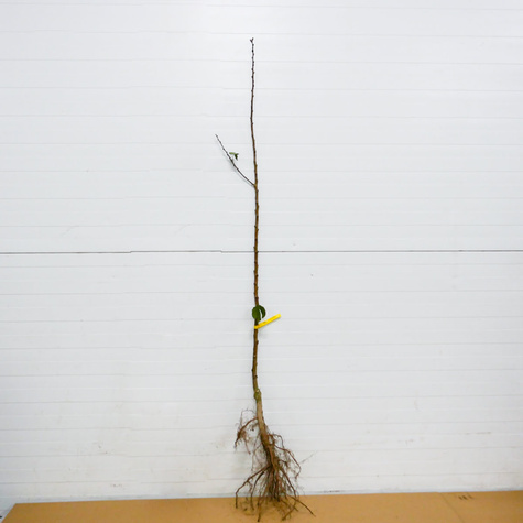 Morela Krasen Kijewski START PACK