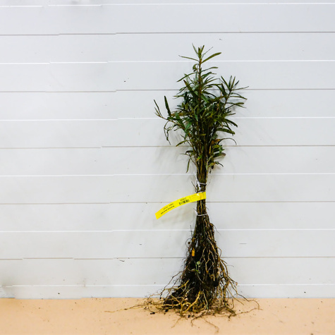 Rokitnik pospolity Złoto Syberii Plant Pack