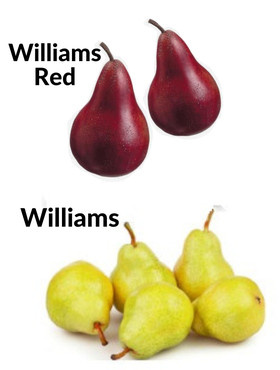 Duo grusza Williams i Williams Red START PACK ®