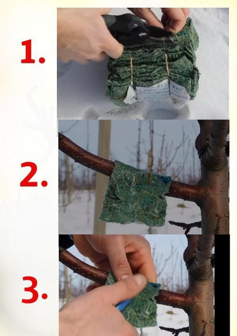 Dobroczynek gruszowy 500 opasek DARMOWA WYSYŁKA