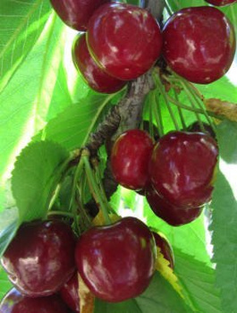 Półkarłowa Czereśnia Van