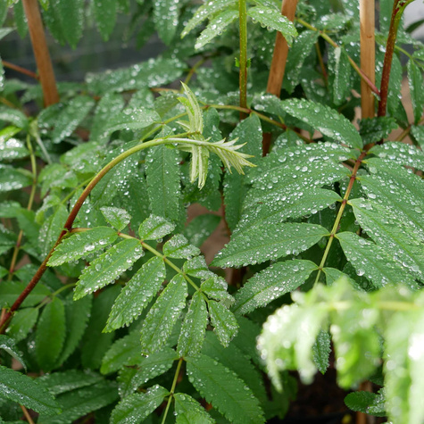 Jarząb jadalny Navezhinskaja
