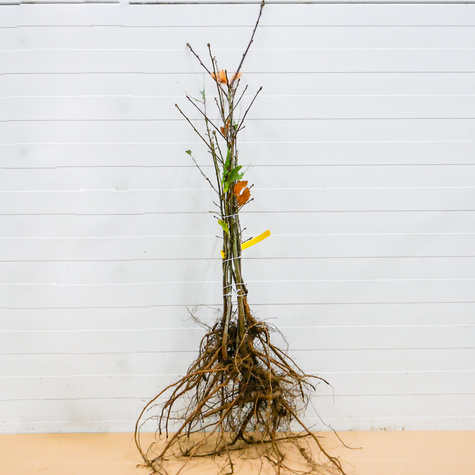 Dąb szypułkowy Plant Pack