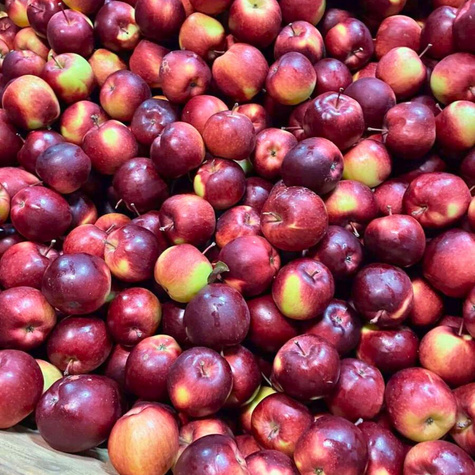 Jabłoń Empire START PACK