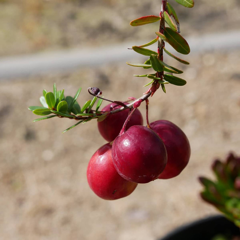 Żurawina wielkoowocowa Pilgrim plenna