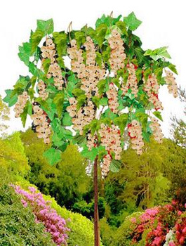 Porzeczka biała na pniu