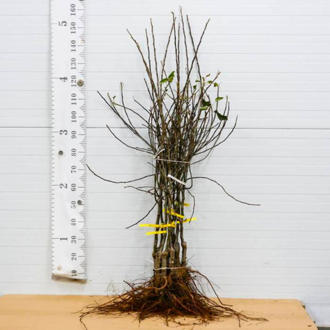 Jabłoń Rawena w doniczce (C2)