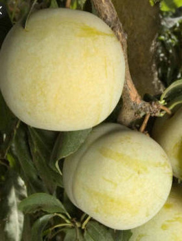 Śliwko-morela Śliwomorela Flawour Queen