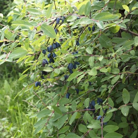 Jagoda kamczacka Wojtek