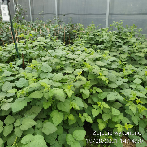 Malinojeżyna sadzonki w doniczce