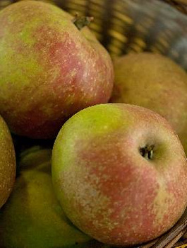 Jabłoń Szara Reneta w doniczce