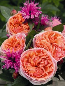 Róża rabatowa Chippendale pomarańczowa balot