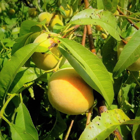 Brzoskwinia Katherina do ciast i konfitur